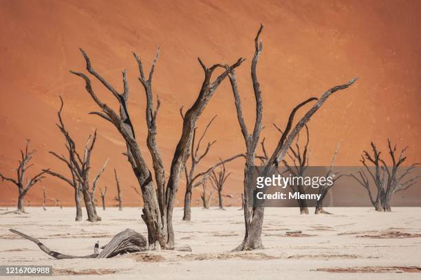 black desert trees namibia dead vlei desert salt pan - dead vlei namibia fotografías e imágenes de stock
