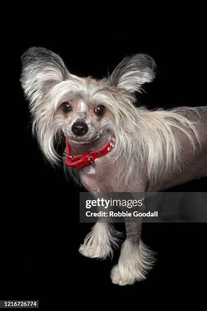 Sable Animal Photos and Premium High Res Pictures - Getty Images Sable Animal Photos and Premium High Res Pictures - Getty Images