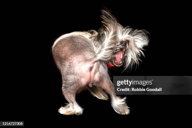 sable and white chinese crested dog chasing her tail on a black backdrop - chasing tail stock pictures, royalty-free photos & images