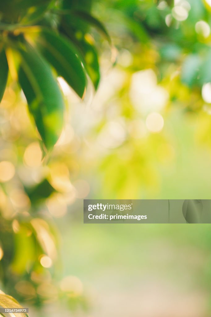 Blurry Green Nature Background With Sunlight Bokeh Natural High-Res Stock  Photo - Getty Images