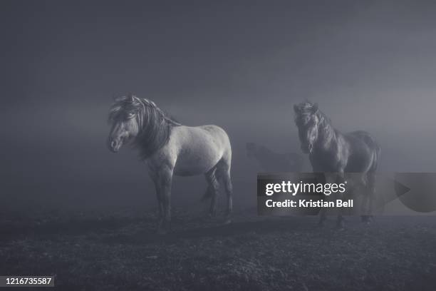 trio of icelandic horses in dramatic, atmospheric light - black horse stockfoto's en -beelden