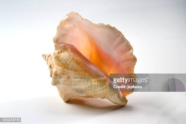 beautiful conch shell - conch shell 個照片及圖片檔