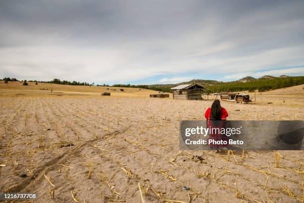 a young tarahumara woman in a dry corn field due to drought in  mexico - tarahumara stock pictures, royalty-free photos & images