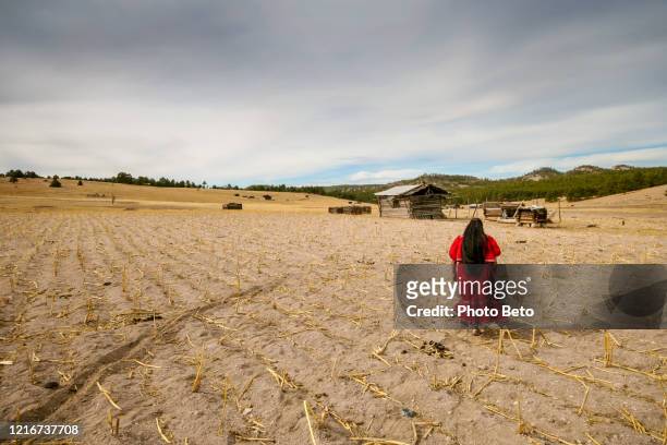 墨西哥北部一個完全乾旱的玉米田裡,一位婦女拉拉穆裡(塔拉胡馬拉)農民 - tarahumara 個照片及圖片檔