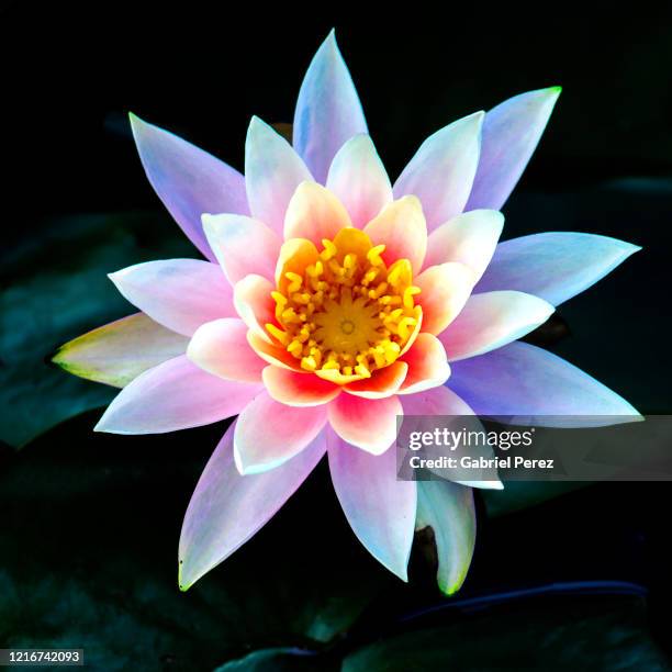 a wat arun lotus flower - lotus stock-fotos und bilder