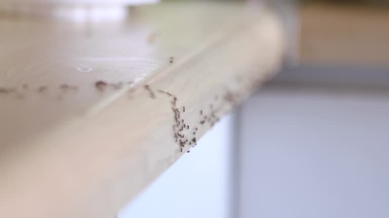 https://media.gettyimages.com/id/1216754279/video/ants-crawling.jpg?b=1&s=640x640&k=20&c=qPOohXb9DH8NxnomSE6cEqTKuWkGaP_6TQXAGLdmqQE=