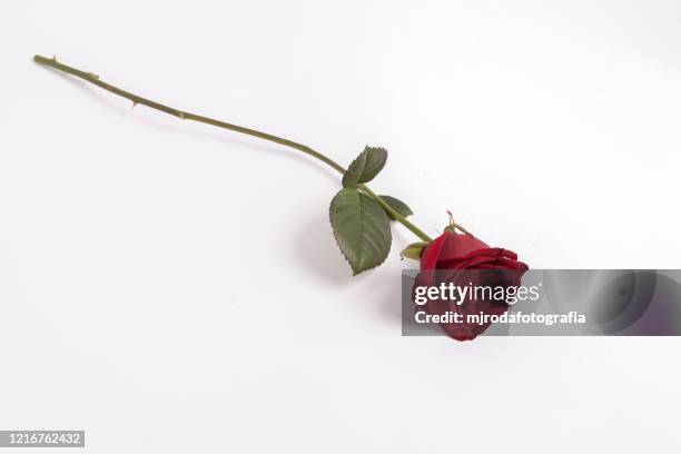Spanish Red Roses 9,803 Roses Spain Stock Photos, High-Res Pictures, and Images - Getty ...