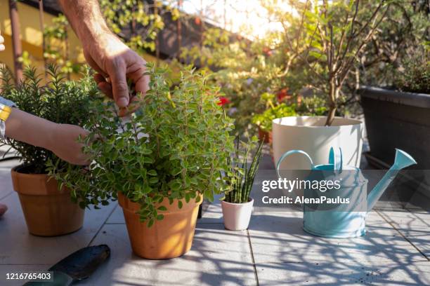 padre e figlio che si prendono cura delle piante nel patio di casa - origano foto e immagini stock