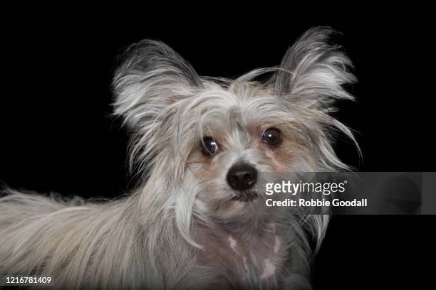 sable and white chinese crested dog looking at the camera on a black backdrop - dog black background stock pictures, royalty-free photos & images