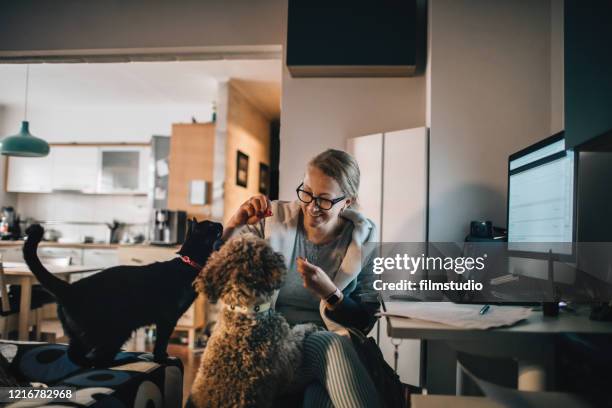 working from home during corona lockdown - feline imagens e fotografias de stock