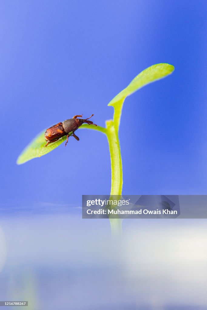 Weevil