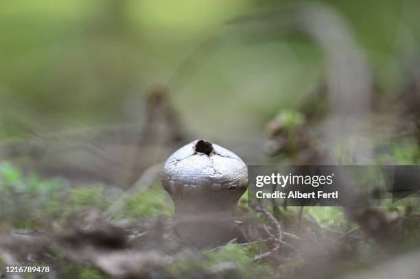 birnen-stäubling - birnen stockfoto's en -beelden