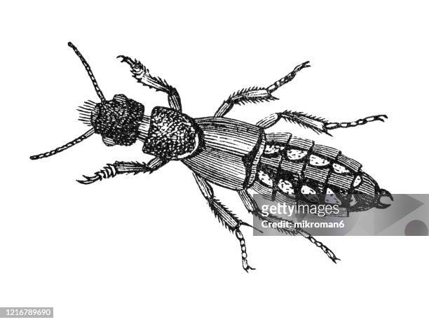 old engraved illustration of rove beetle - entomology, insects. antique illustration, popular encyclopedia published 1894. copyright has expired on this artwork - asnillo fotografías e imágenes de stock