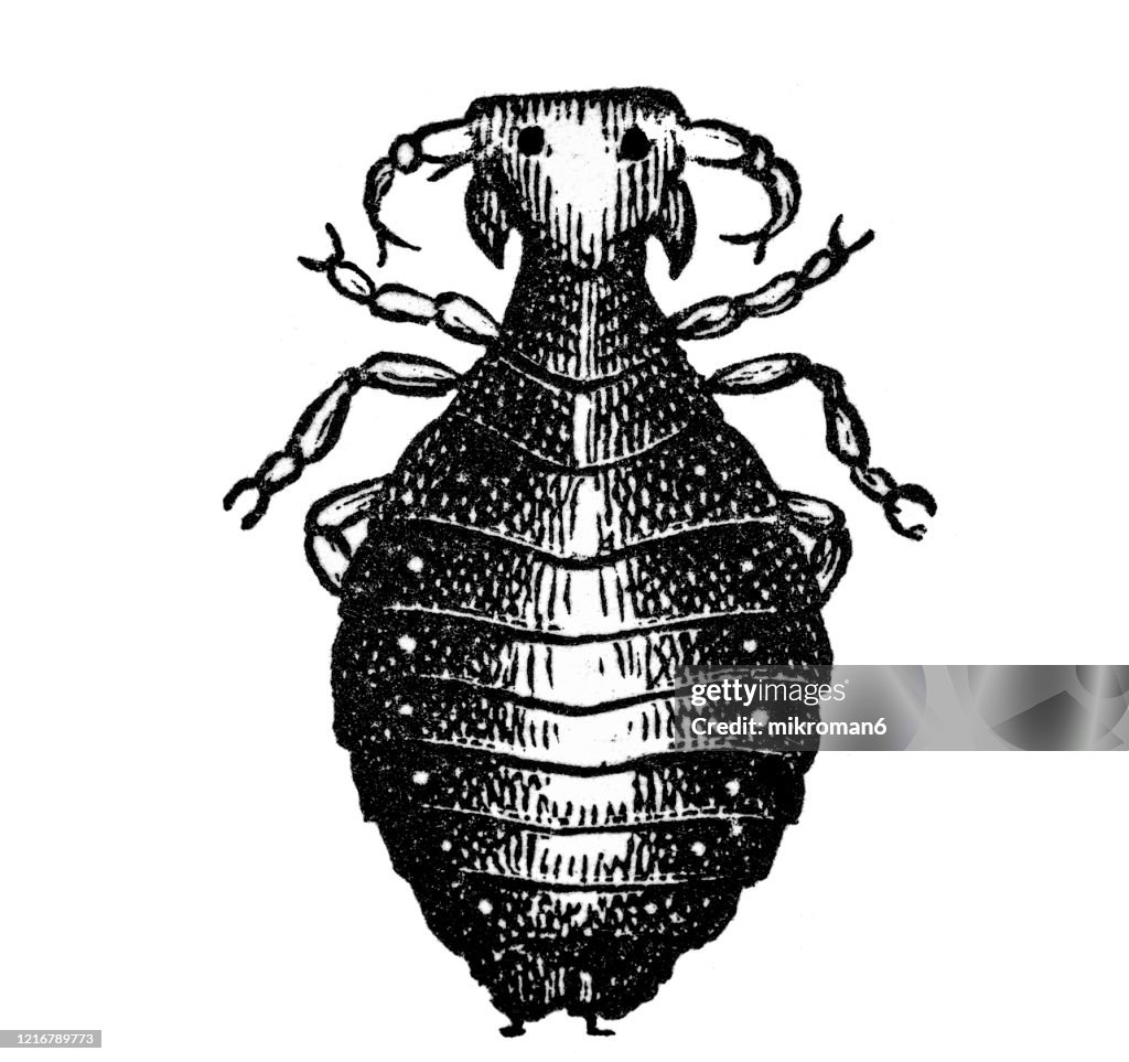 Old engraved illustration of Bird Tick - Entomology, Insects. Antique Illustration, Popular Encyclopedia Published 1894. Copyright has expired on this artwork
