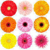Gerbera daisy isolated collection