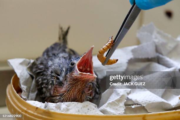Chick of the great spotted cuckoo family is pictured at at the hospital of Safari Park and Zoo in Ramat Gan near Tel Avi on June 1, 2020 after if was...