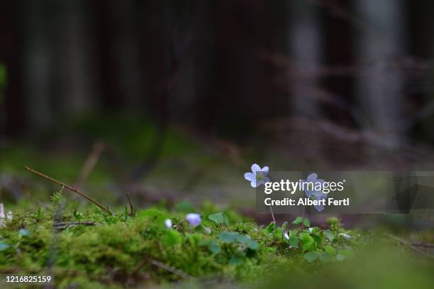 waldboden mit waldsauerklee - forest floor fotografías e imágenes de stock