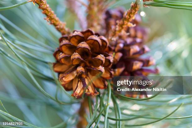 cones on pine branches in february - pine cone stock pictures, royalty-free photos & images