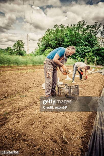 harvest white asparagus - white asparagus stock pictures, royalty-free photos & images