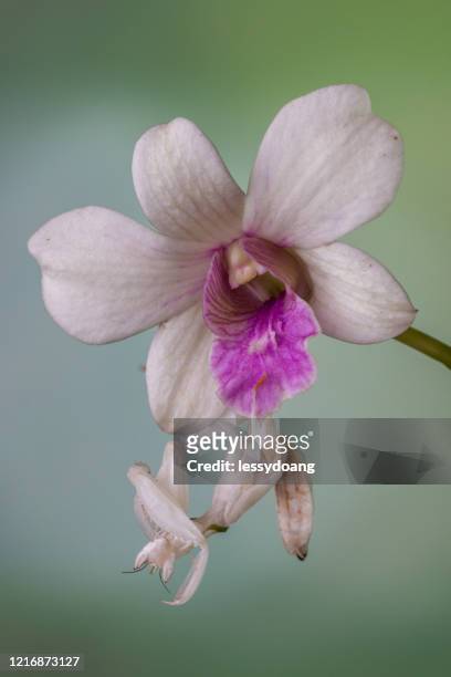 orchid mantis on an orchid, indonesia - orquidea salvaje fotografías e imágenes de stock