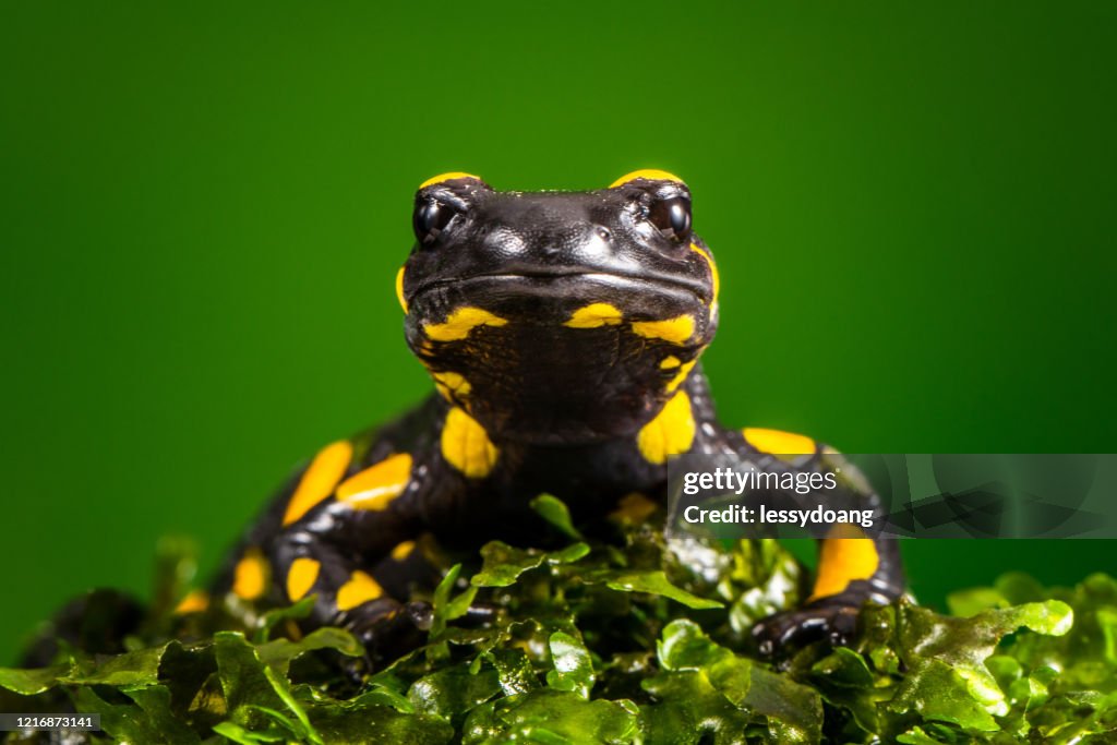 Portrait of a tiger salamander, Indonesia
