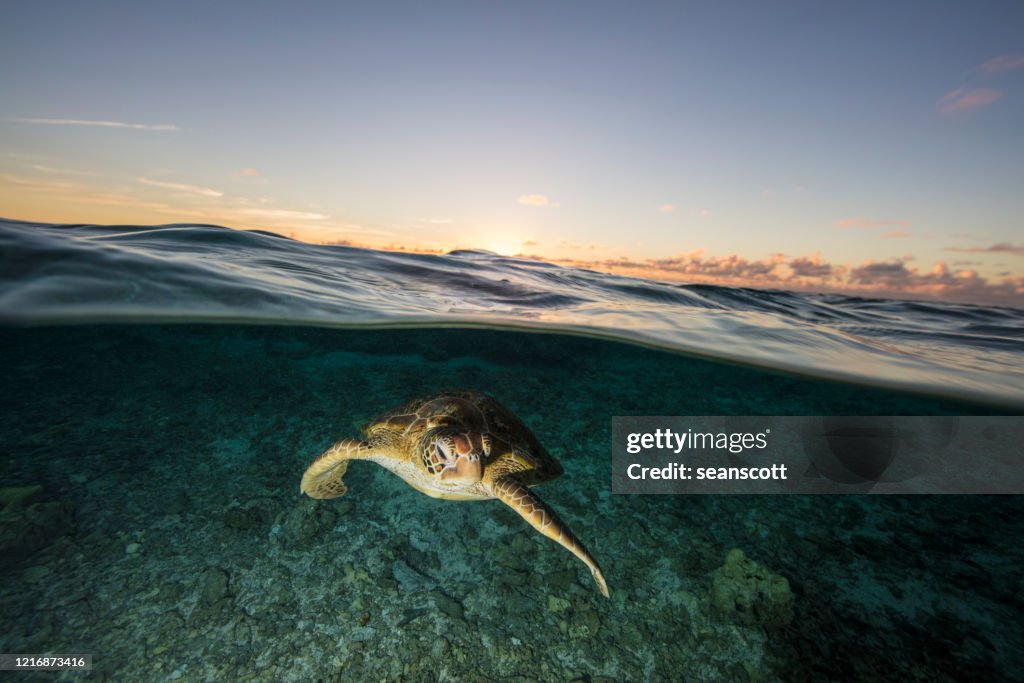 Turtle swimming underwater, Lady Elliot Island, Great Barrier Reef, Queensland, Australia