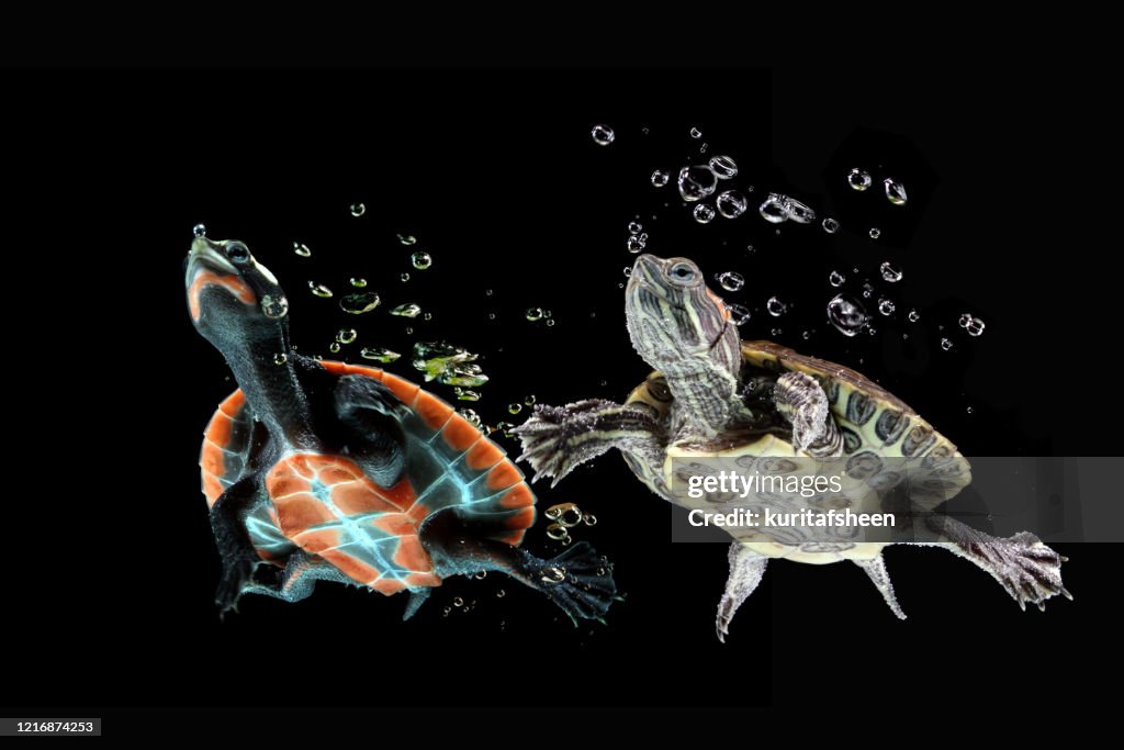 Red-eared slider turtle and red-bellied cooter swimming underwater, Indonesia