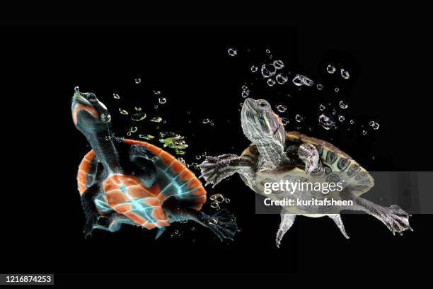 red-eared slider turtle and red-bellied cooter swimming underwater, indonesia - florida red belly turtle stock pictures, royalty-free photos & images