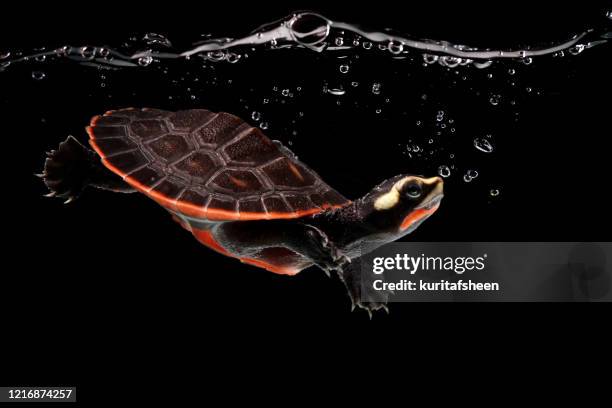 red-bellied cooter swimming underwater, indonesia - florida red belly turtle stock pictures, royalty-free photos & images