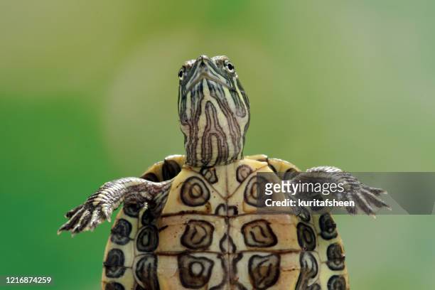 845 Funny Turtle Photos and Premium High Res Pictures - Getty Images
