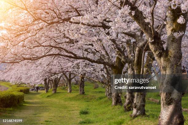 cherry blossom trees in hirosaki park, tohoku, honshu, japan - 桜並木 ストックフォトと画像