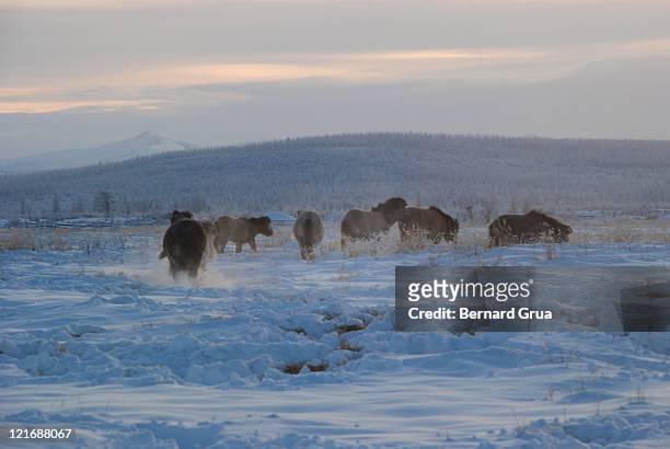 young yakut horses - bernard grua stock pictures, royalty-free photos & images