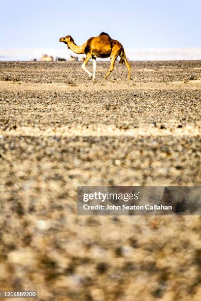 oman, camel in the desert - dromedar stock-fotos und bilder