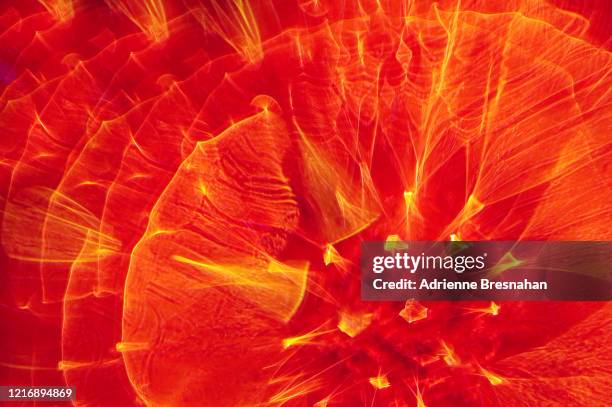 cosmic sunburst - solar flare stockfoto's en -beelden