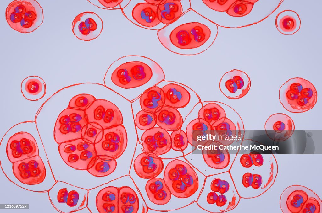 Virus cells