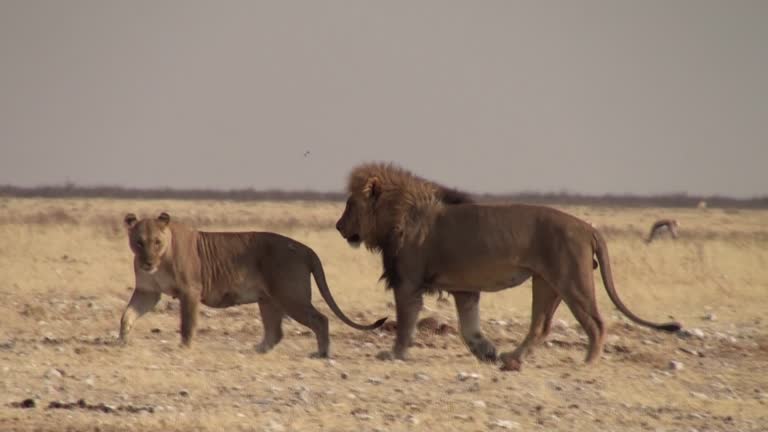 Lion Facts: 25 Facts about Lions that you may not have known before - Lions Are the Only Social Big Cats