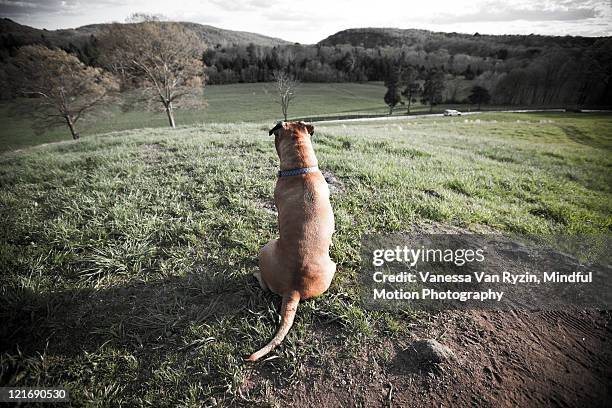 bruiser - american pit bull terrier stock-fotos und bilder