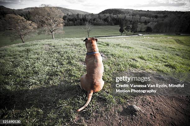 bruiser - american pit bull terrier stock pictures, royalty-free photos & images