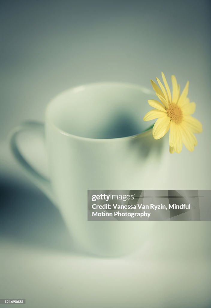 Flower in mug