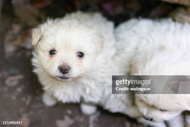 puppy looking at camera - newborn puppy stock pictures, royalty-free photos & images