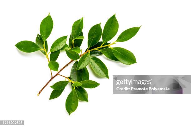 [fresh green] fresh green leaves branch with drops isolate on white background - zweig stock-fotos und bilder