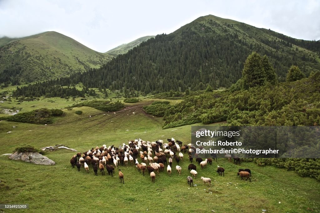 Kyrgyz Sheep graze in Kyrgyzstan Valley