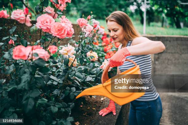 ung kvinna blommande blommor på bakgården hemma - roses in garden bildbanksfoton och bilder