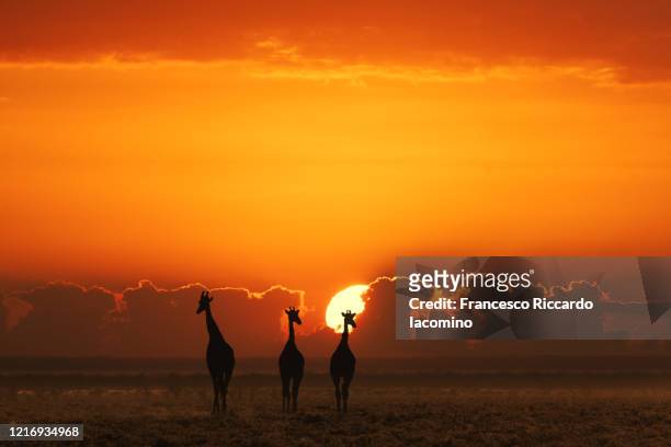 african safari at sunset, giraffes in the savannah - iacomino botswana stock pictures, royalty-free photos & images