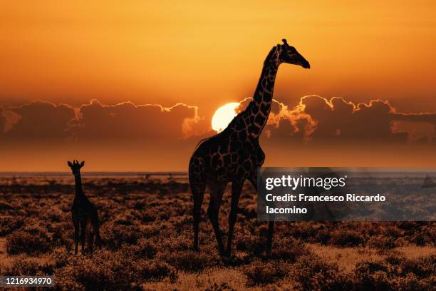african safari at sunset, giraffes in the savannah - savannah animals silhouette stock pictures, royalty-free photos & images