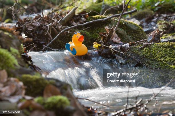 raftingente - patito fotografías e imágenes de stock