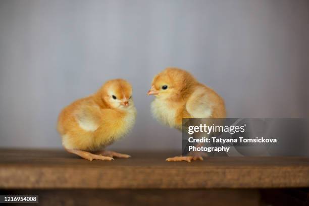 cute little newborn chicks on table at home - baby chicken bildbanksfoton och bilder