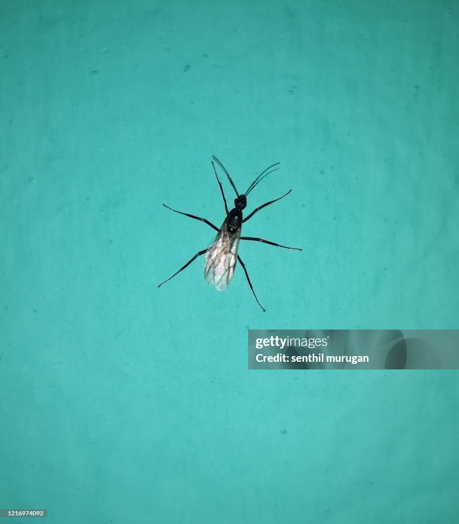 Black carpenter ant in the wall