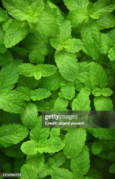 fresh mint plant ayurveda herb organic - menta verde foto e immagini stock