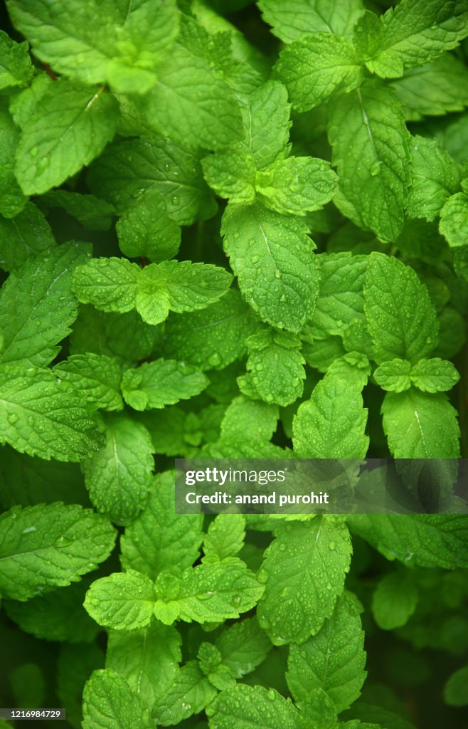 Fresh Mint plant Ayurveda herb organic